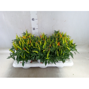 Capsicum annuum 'Santos Orange'