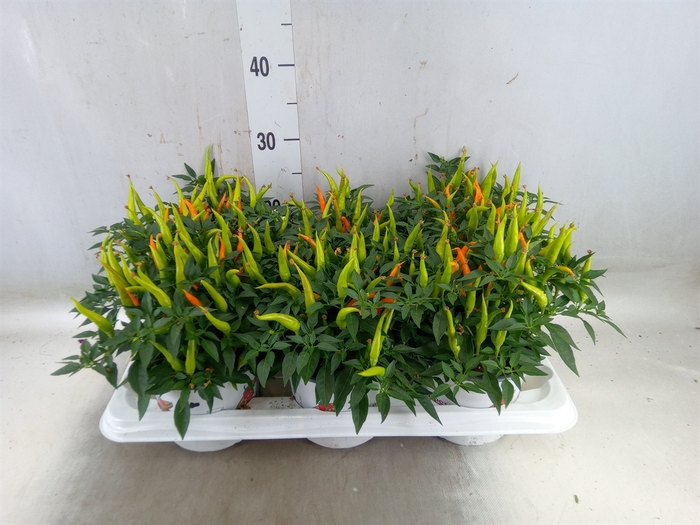 <h4>Capsicum annuum 'Santos Orange'</h4>