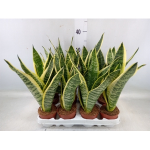 Sansevieria trifa. 'Futura Superba'