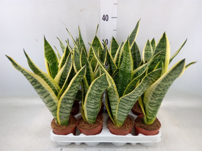 <h4>Sansevieria trifa. 'Futura Superba'</h4>