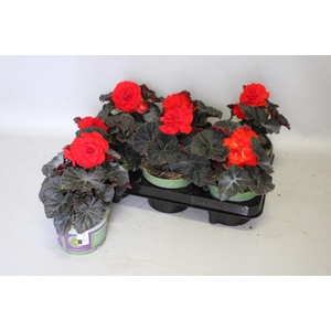 Begonia tub. Nonstop Mocca Red