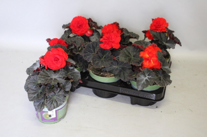 <h4>Begonia tub. Nonstop Mocca Red</h4>