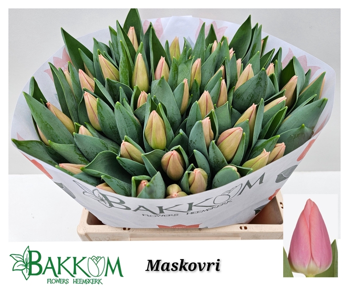 <h4>TU EN MASKOVRI</h4>