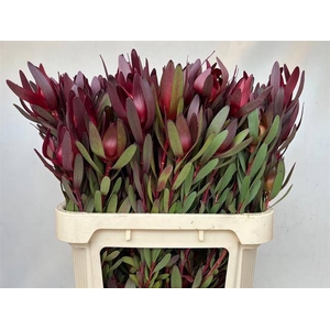 Leucadendron Safari Sunset Spray Boa