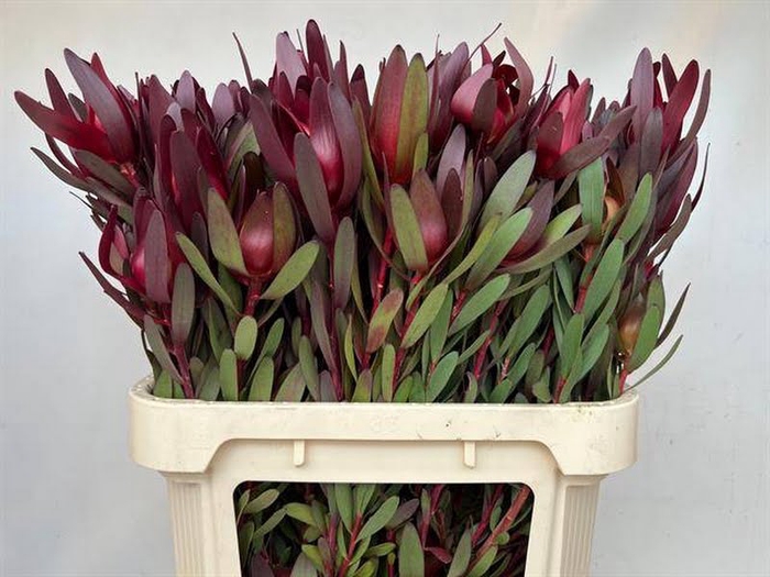 <h4>Leucadendron Safari Sunset Spray Boa</h4>