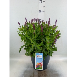 Salvia nemorosa   ...