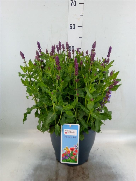 <h4>Salvia nemorosa   ...</h4>