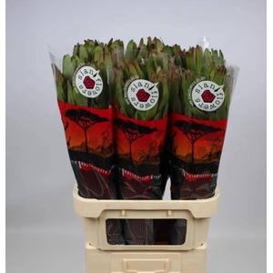 LEUCAD SAF GOLDSTRIK