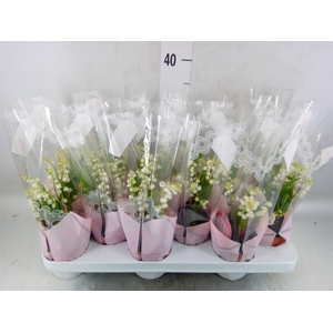 Convallaria majalis