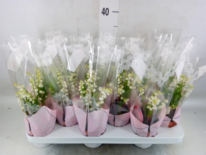 <h4>Convallaria majalis</h4>