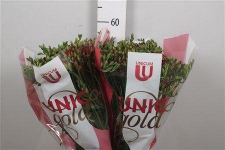 <h4>Fr Du Fuego</h4>