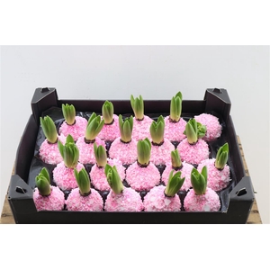 Wax Hyacinth Snow Topline Pinkroze