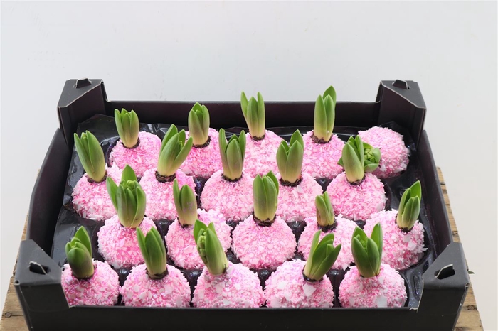 <h4>Wax Hyacinth Snow Topline Pinkroze</h4>