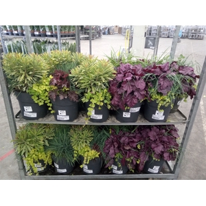 Vaste pltn   ...mix 3  [Perennials]