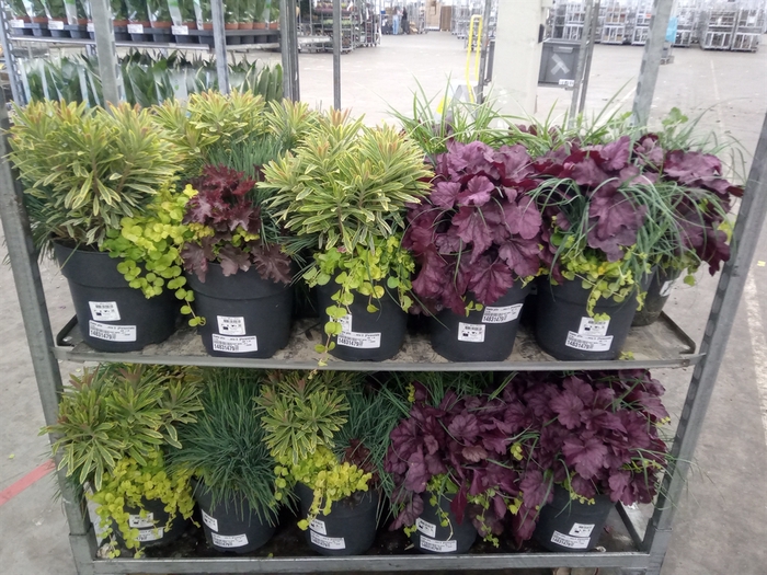 <h4>Vaste pltn   ...mix 3  [Perennials]</h4>