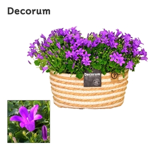 Campanula Porto LL Decorum Field Basket