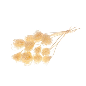 Ammi Majus Bleached White