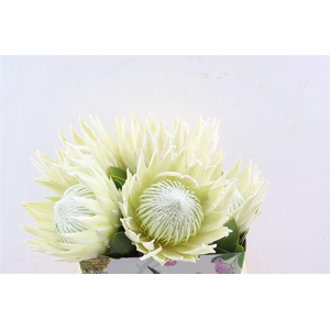 Protea Arctic Ice