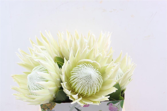 <h4>Protea Arctic Ice</h4>