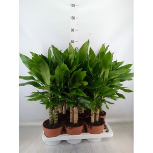 Dracaena frag. 'Steudneri'