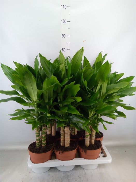 <h4>Dracaena frag. 'Steudneri'</h4>