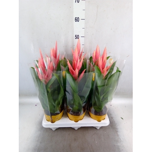 Tillandsia  'Ziva'