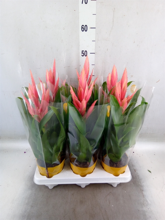 <h4>Tillandsia  'Ziva'</h4>