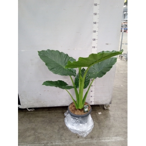 Alocasia macrorrhizos