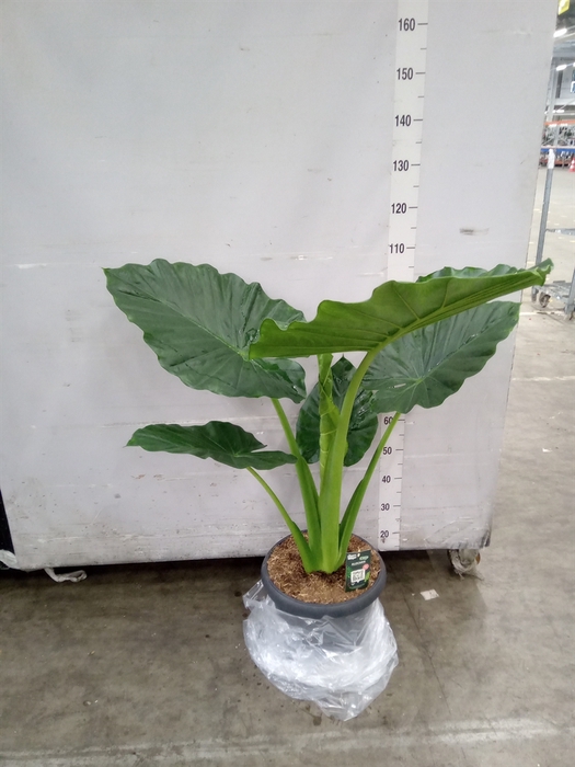 <h4>Alocasia macrorrhizos</h4>