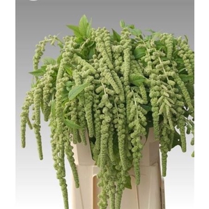 Amaranthus Ca Cycloop