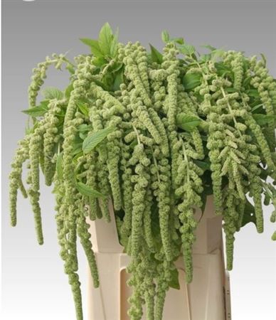 <h4>Amaranthus Ca Cycloop</h4>