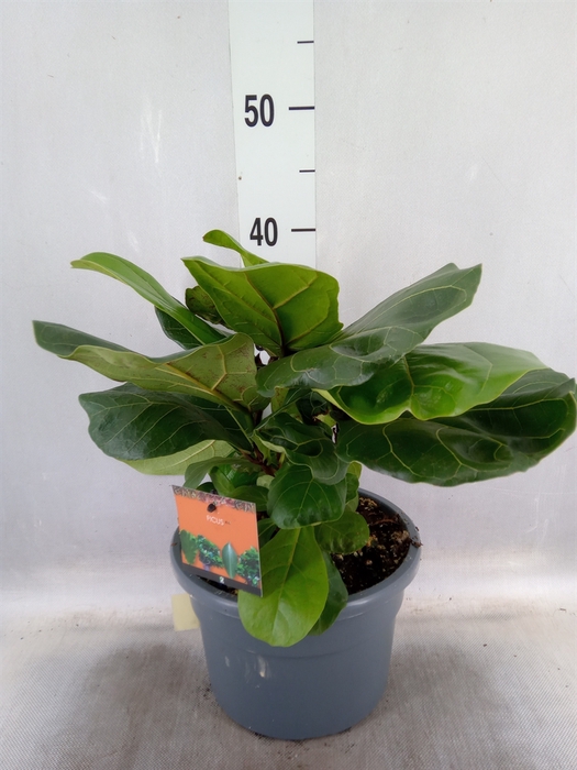 <h4>Ficus lyrata</h4>