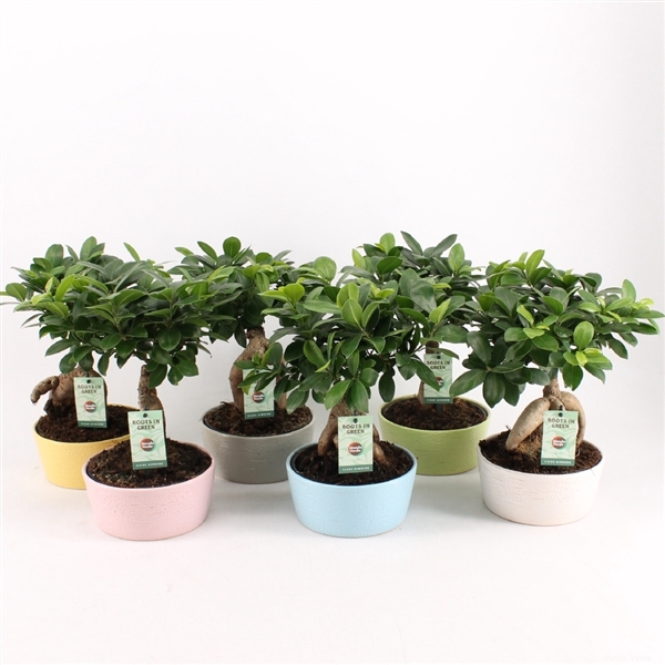 Ficus Ginseng in Pastel keramiek