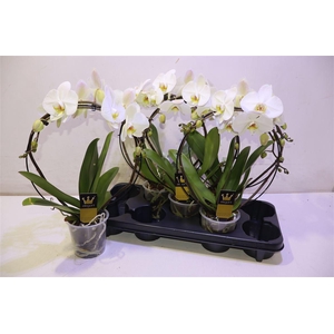 arr8 Phal El Cascade