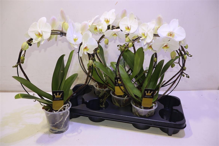 <h4>Phal El Cascade</h4>