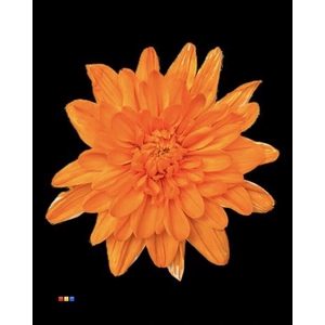 Chr T Euro Orange V. White