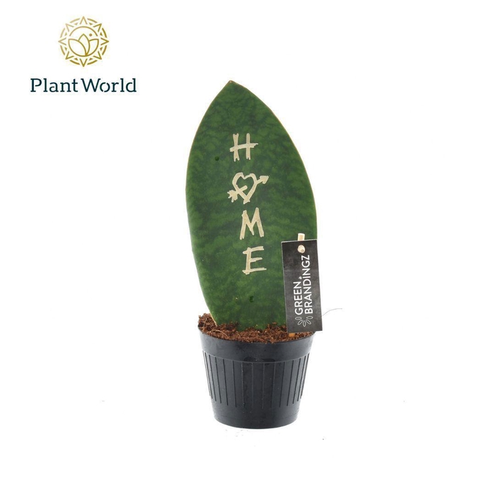 <h4>Sansevieria Green Brandingz Home</h4>