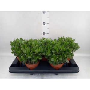 Crassula ovata 'Sunset'
