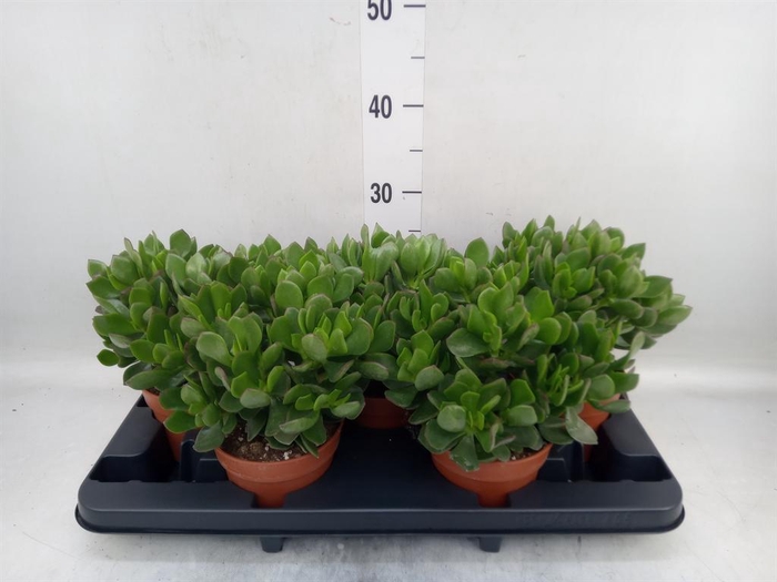 <h4>Crassula ovata 'Sunset'</h4>