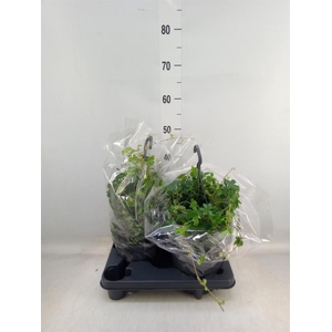 Parthenocissus  'Sugar Vine'