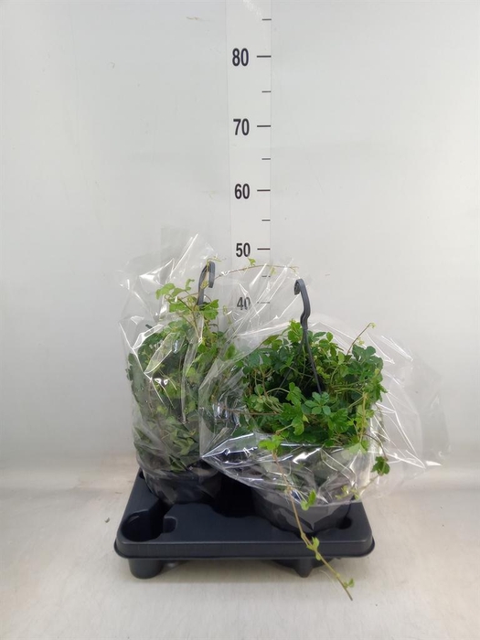 <h4>Parthenocissus  'Sugar Vine'</h4>