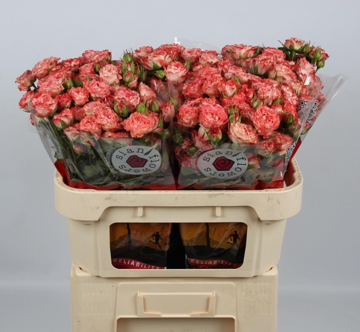 <h4>R TR FAIR FLOW</h4>