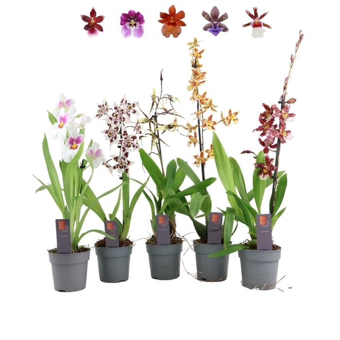 <h4>Orchideeen</h4>