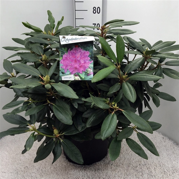 <h4>Rhododendron catawbiense 'Boursault' purple</h4>