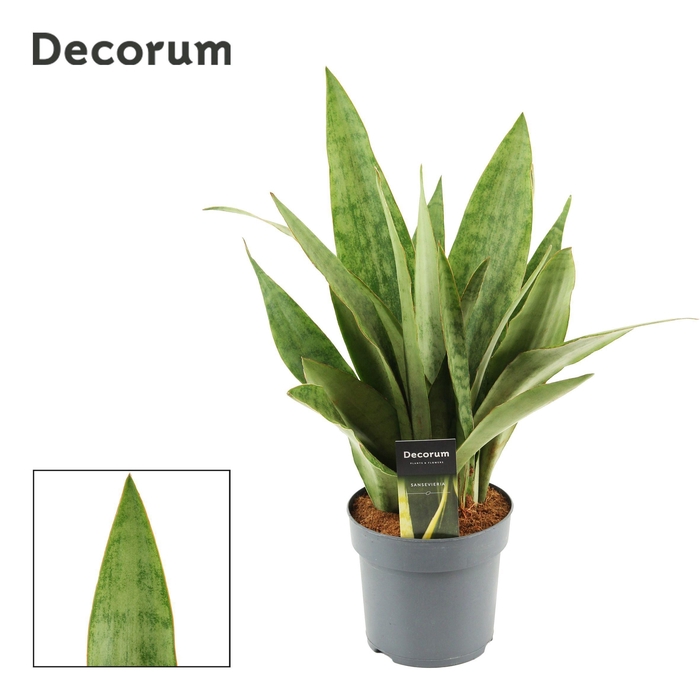 <h4>Sansevieria Aubrytiana 14 cm Emma(Decorum)</h4>