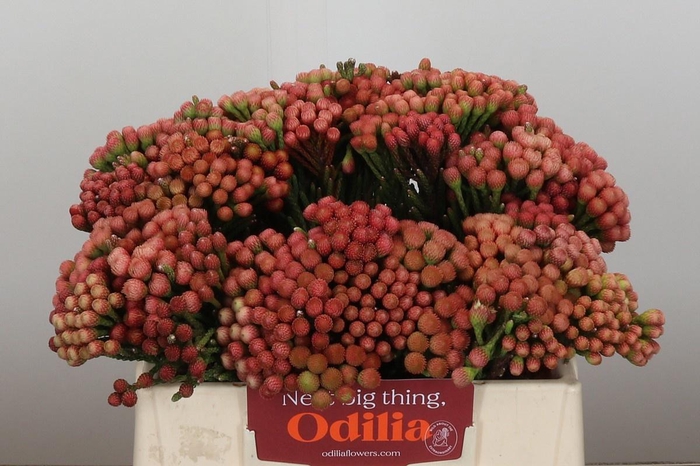 <h4>BRUN LA RED</h4>