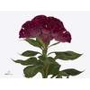 CEL C TURBO R VIOLET
