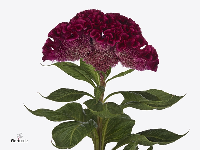 CEL C TURBO R VIOLET