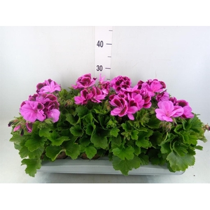 Pelargonium gran. 'Elegan Judith'