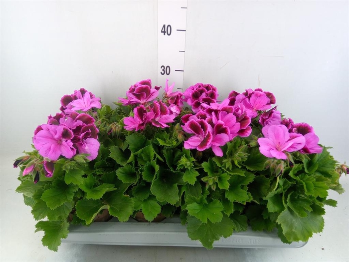 <h4>Pelargonium gran. 'Elegan Judith'</h4>